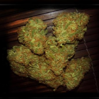 VIP Seeds Amnesia VIP Feminized