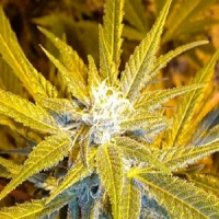 Flash Seeds Jet 47 Auto Feminised