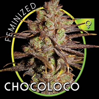 Vision Seeds Choco Bud Feminized
