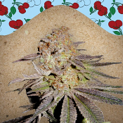 Cherry Pie - Feminized - Female Seeds
