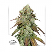 CBD Mazar - Feminized - Dutch Passion
