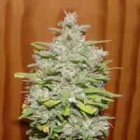 Dr Underground Seeds Crystal M.E.T.H Feminized