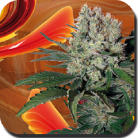 Buddha Seeds Syrup Auto Feminised