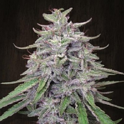 Bangi Haze - Regular - Ace Seeds