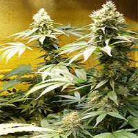 Medicann Seeds  Afghani Regular