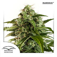 Auto Euforia® - Feminized - Dutch Passion