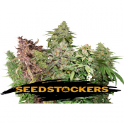 USA Auto Mix - Feminized - Seed Stockers