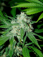 Advanced Seeds Haze Mist Feminized