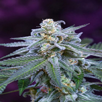 TGA Subcool Seeds Killer Grape Regular
