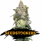 Girl Scout Cookies - Feminized - Seed Stockers