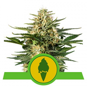 Green Gelato Auto - Feminized - Royal Queen Seeds