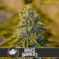 BlimBurn Seeds Bruce Banner #3 Feminized