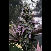 Rose Soul - Feminized - Trichome Jungle Seeds