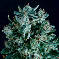 SuperCBDx Seeds Diesel x SCBDx Feminized