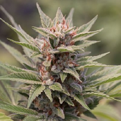 CBD Apocalypse - Feminized - Sensible Seeds Premium Selection