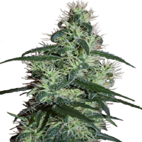 Seedmakers Seeds Blizzard Feminized