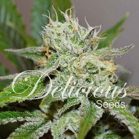 Delicious Seeds Original Juan Herer Feminized