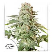 Auto Power Plant - Feminized - Dutch Passion