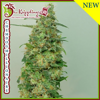 Chemdog Millionaire - Feminized - Dr Krippling Seeds