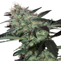 Seedmakers Seeds Super Diesel Feminized