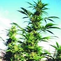 Kaya Gold – Feminized – Nirvana Seeds