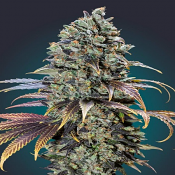 Chocolate Cream - Feminized - OO Seeds