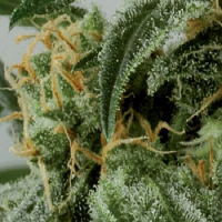 De Sjamaan Seeds Dwarf Ryder Auto Feminised