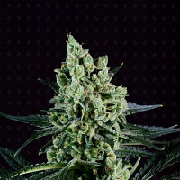 Genofarm Seeds Best Mango Feminized