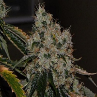 Cali Connection Seeds Chem 91 Feminised