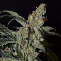 Shark - Feminized - CBD Seeds