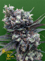 Breaking Buds Seeds Malverde Feminized