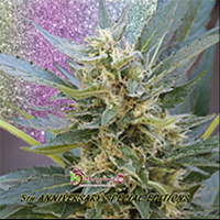 Dr Krippling Seeds Jumping Jack Dash Auto Feminized