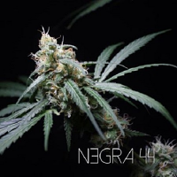 R-KIEM Seeds Negra 44 Feminized