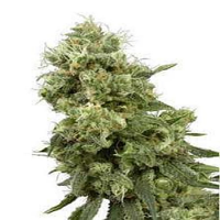 White Label Seed Company Sensi Star Regular