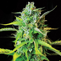 Kera Seeds Burmese Kush Feminised