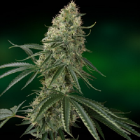 Barney's Farm Seeds Sin Tra Bajo Auto Feminized