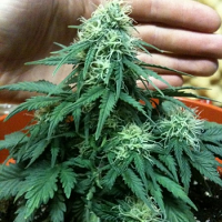 Short Rider Auto – Regular – Nirvana Seeds