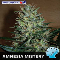 Positronics Seeds Amnesia Mistery Feminized