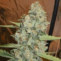 Cali Connection Seeds Jedi Kush Regular
