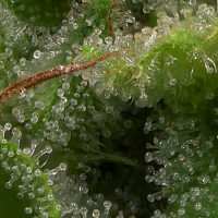 Big Head Seeds Strawberry Banana Feminized