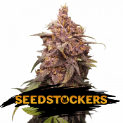 Purple Punch - Feminized - Seed Stockers