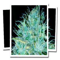 Emerald Triangle Seeds Sour Puss Feminized