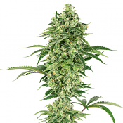 Nicole Hindu Kush - Feminized - White Label Seeds (American Line)