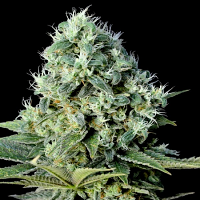 Genehtik Seeds Santa Bilbo Feminized
