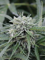 Female Seeds Auto NL Feminized