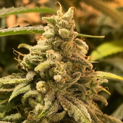 Dead Cheese - Feminized - R-Kiem Seeds