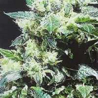 KC Brains Seeds Northern Lights Special Feminized