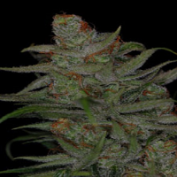 TGA Subcool Seeds Jack Skellington Regular