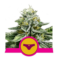 Sherbet Queen – Feminized – Royal Queen Seeds