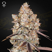 Holy Snow - Feminized - Green House Seeds